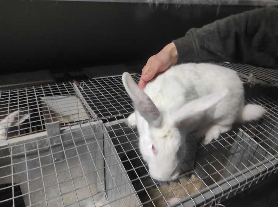 Продам молодняк кроликов термонский белый