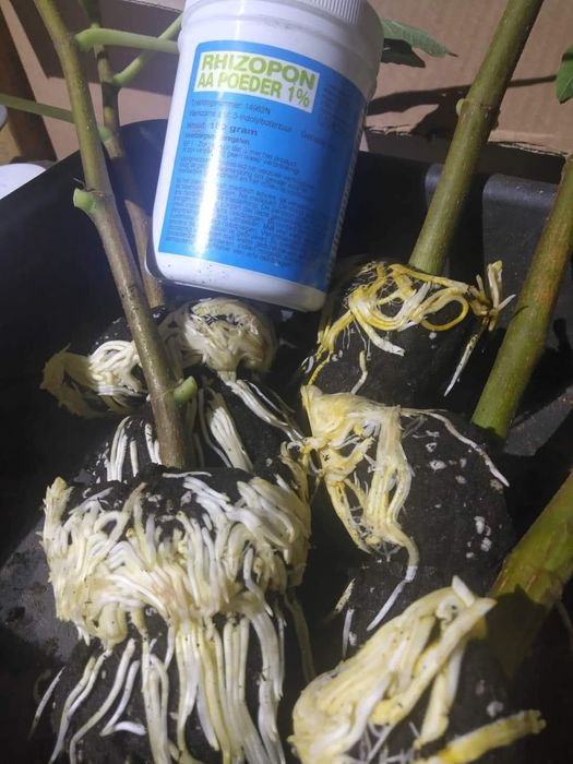 Різопон Rhizopon