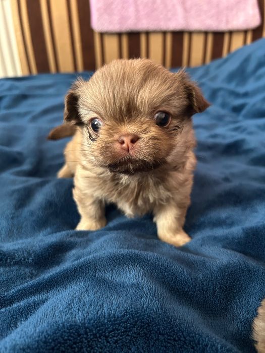 Цуценята Пікінес