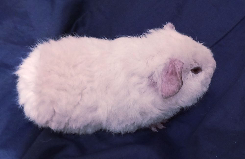 Морська свинка дівчинка