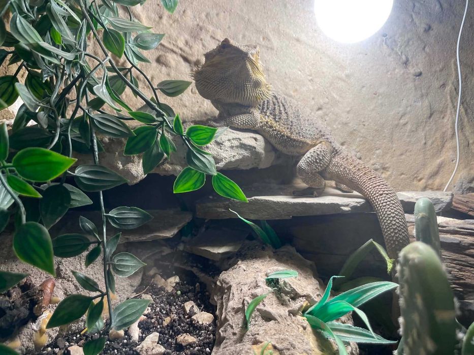 AGAMA BRODATA sprzedam razem z terrarium