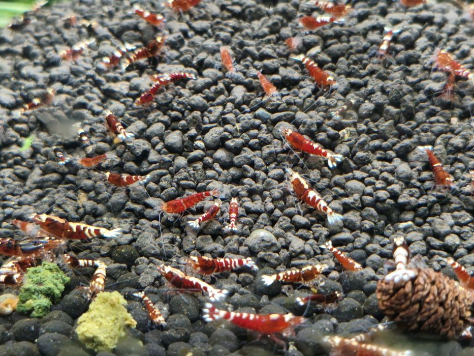 Krewetki Red Metallic - całe stado