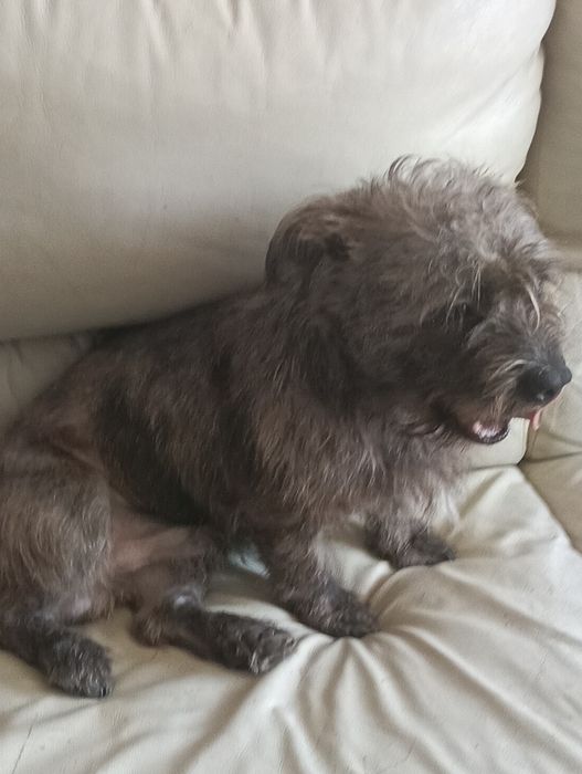 Dou cachorro ainda não tem dois anos