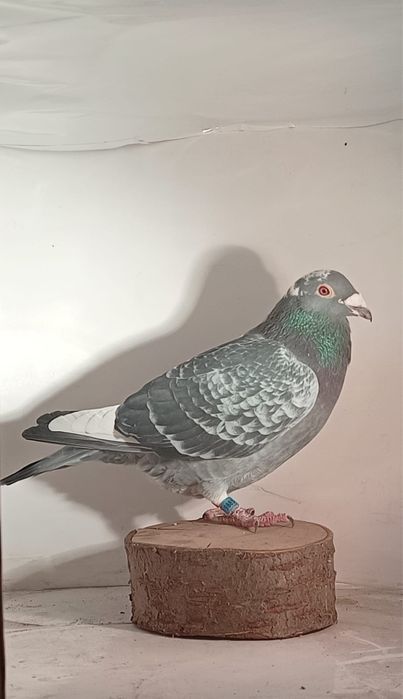 Młode gołebie pocztowe