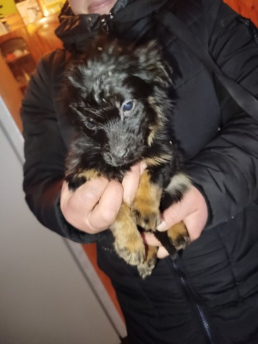 Віддам у добрі руки