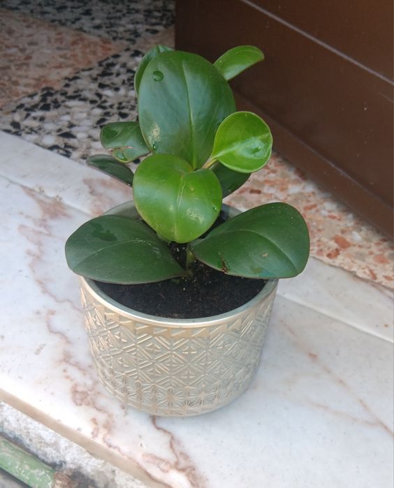 Planta linda com vaso em cerâmica