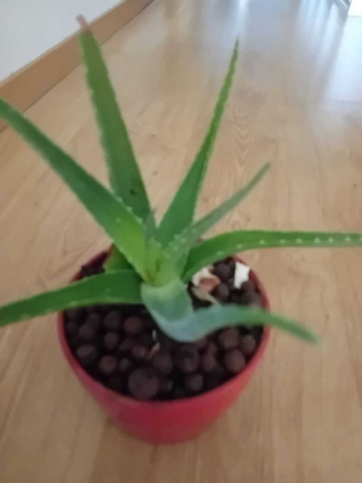 Planta - Babosa - Aloe vera