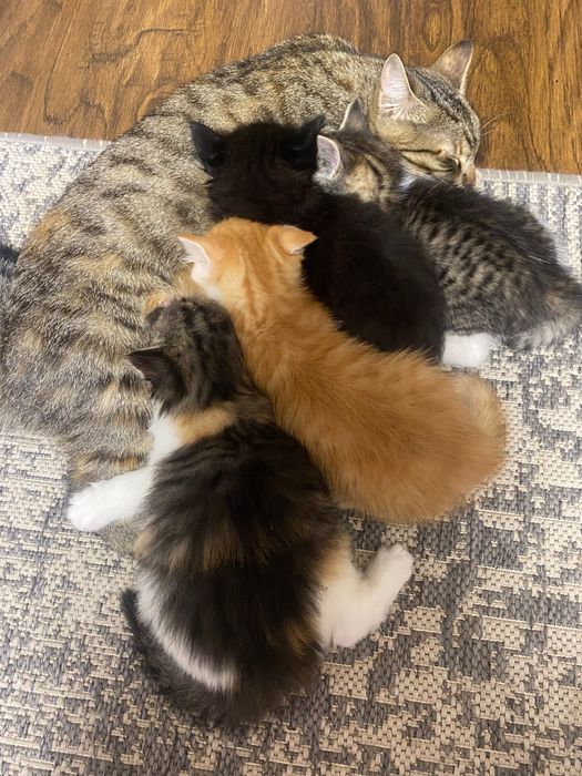 Котенята в добрі руки