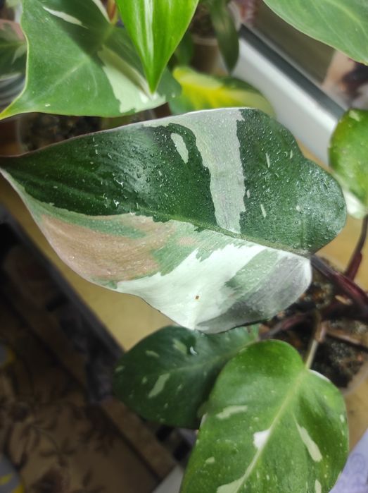 Philodendron Red Anderson/Филодендрон Ред Андерсон