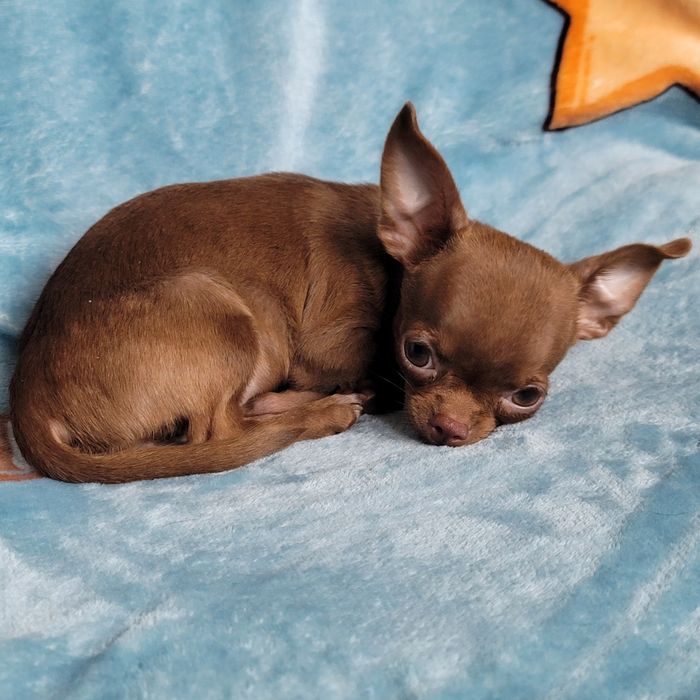 Дівчинка міні-міні розміру