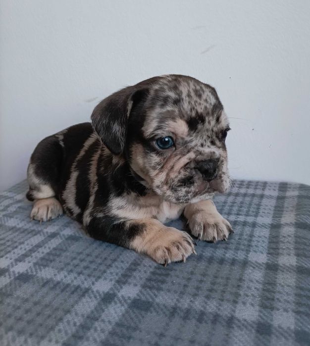 Buldogue francês blue Merle fêmea