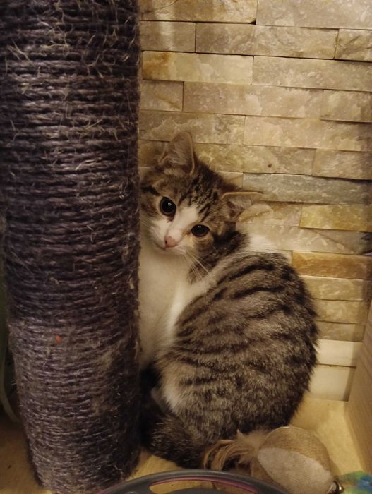 KRUSZONKA i CHAŁWA szukają tylko wspólnego domu! Adopcja razem