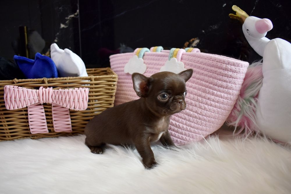 !!ZAREZERWOWANA!!Chihuahua XXS czekoladowa sunia