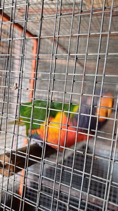 Fêmea de lori molucano de 2025