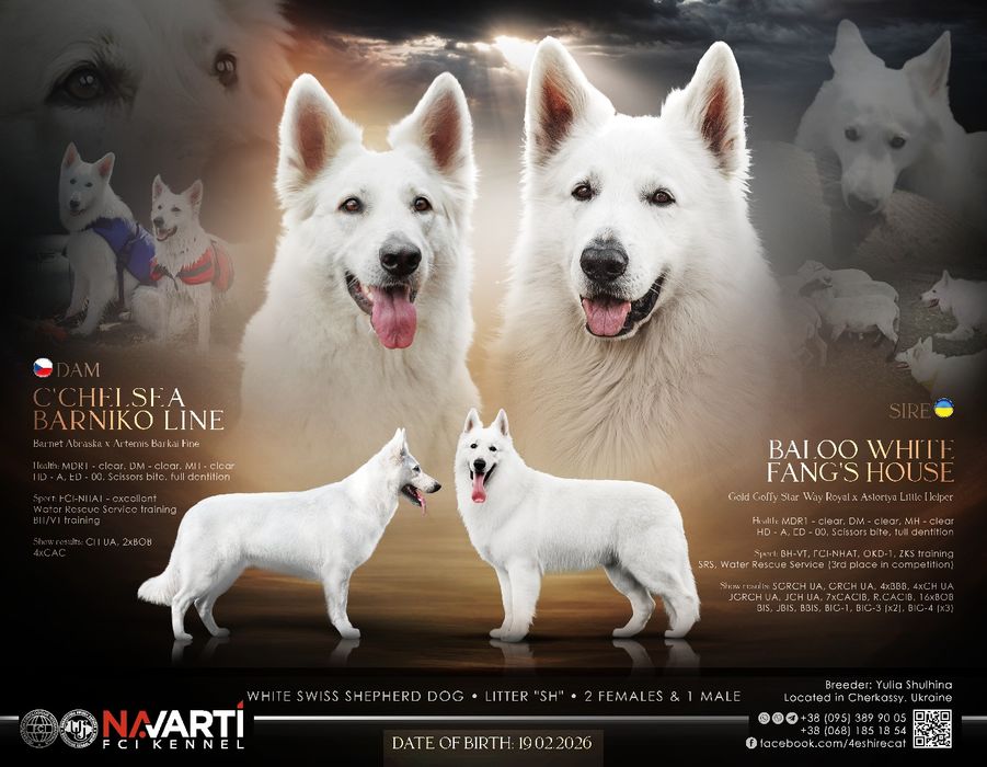 Дівчинка білої швейцарської вівчарки (БШВ/БШО) документи  КСУ-FCI