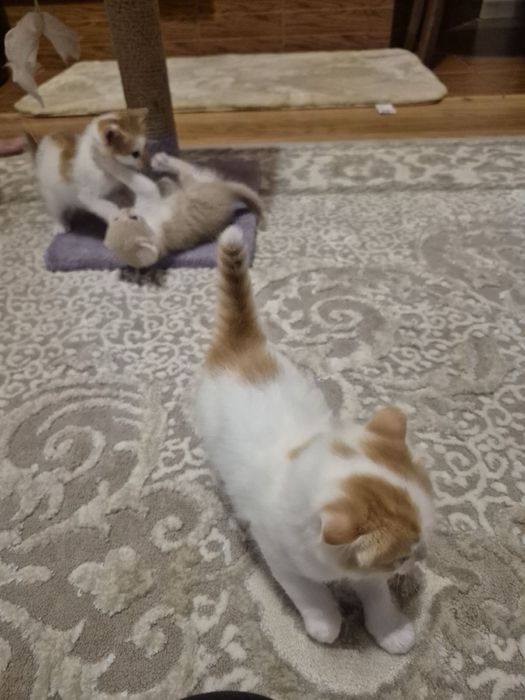 Віддамо котиків в добрі руки