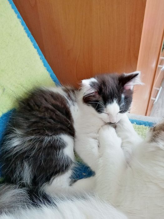 Kocurek Syberyjski Biało Czarny
