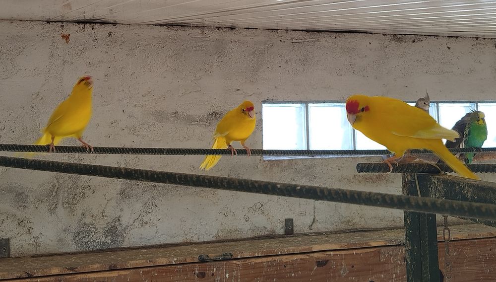 Vendo Kakarikis amarelos