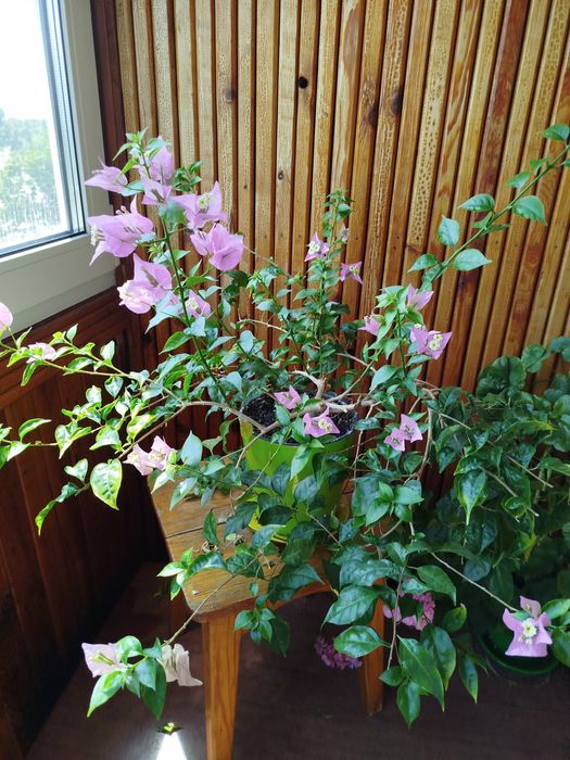 Продам домашнi квiти