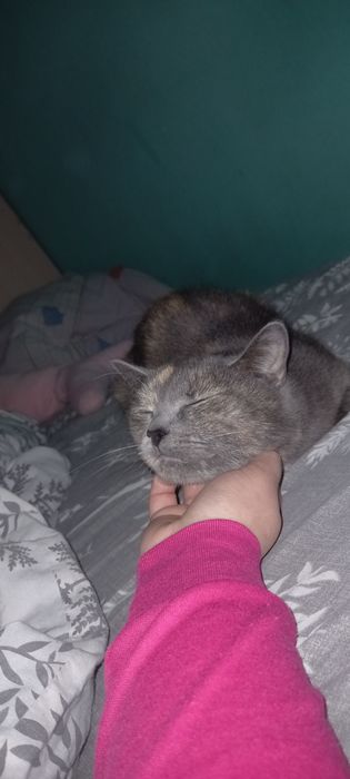 Продам молоденьку кішку