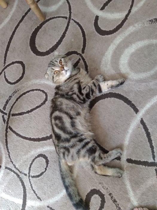котик шотландський капловухий