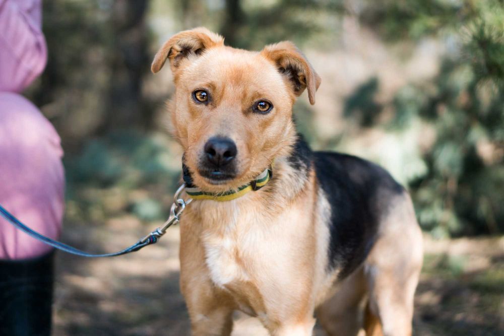 2 letnia Fraszka do adopcji!