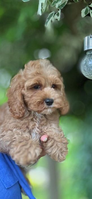 Cocapoo - cocker spaniel amerykański  I  czerwony pudelek