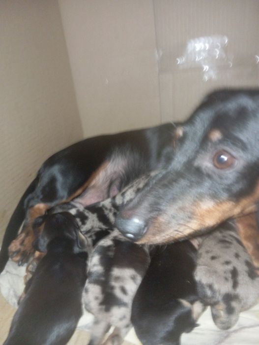 Цуценя мініатюрна такса