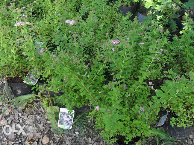 Pinheiro de natal/jardim 4 variedades