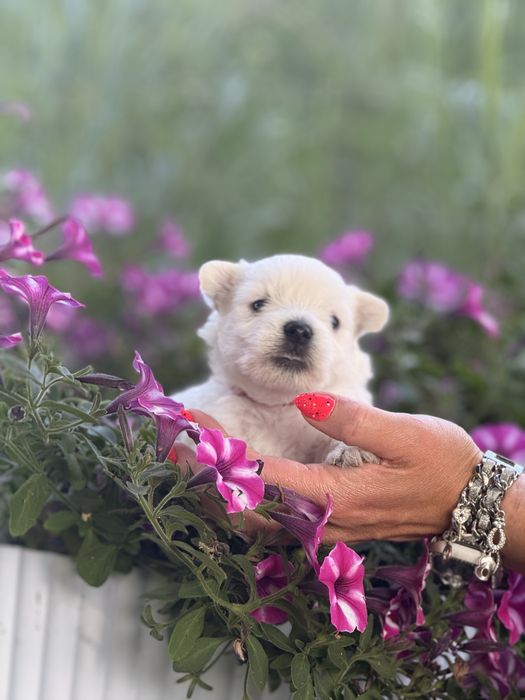Sprzedam szczeniaka west highland white terrier