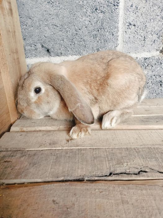 Królik  baran francuski