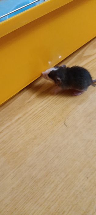 Крисята декоративні