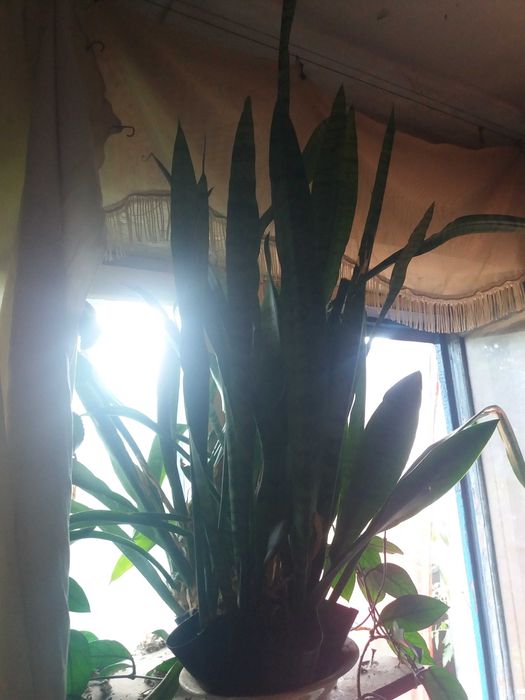 цветы саженцами отростками алое кактус каланхое  тещин язык лимон