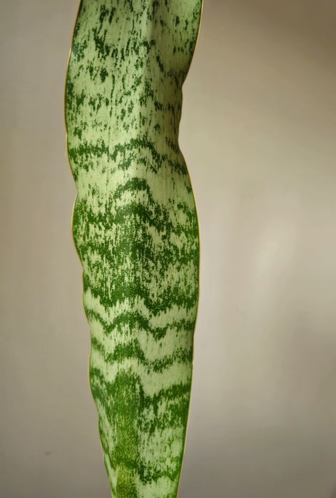 Sansevieria aubrytiana