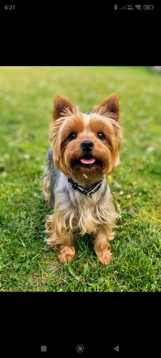 Piesek rasy Yorkshire terrier