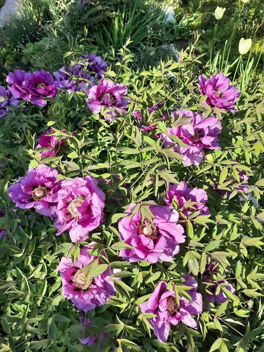 Древовидный пион саженец.