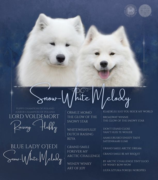 Samoyed szczenię *suczka*  ZKWP FCI