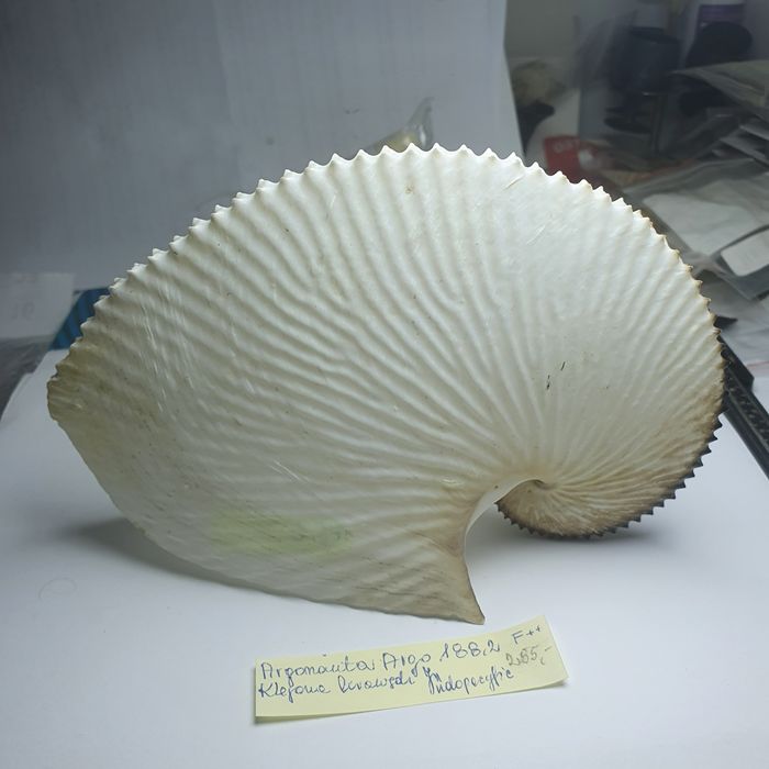 Muszla Argonaute argo OLBRZYM