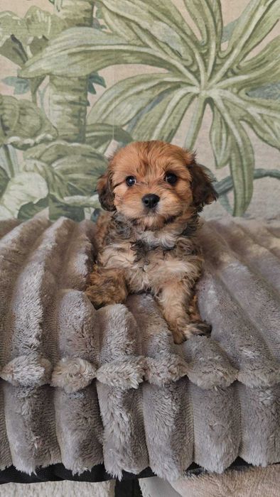 hawańczyk chłopiec