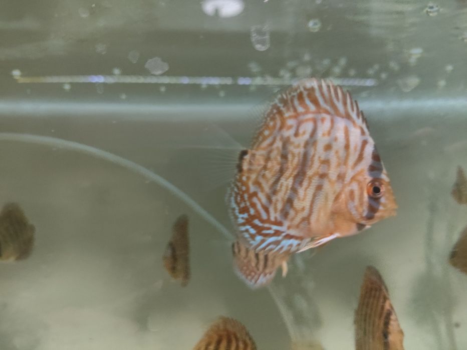 Paletki Blue Tiger Leopard Rarytas!!!