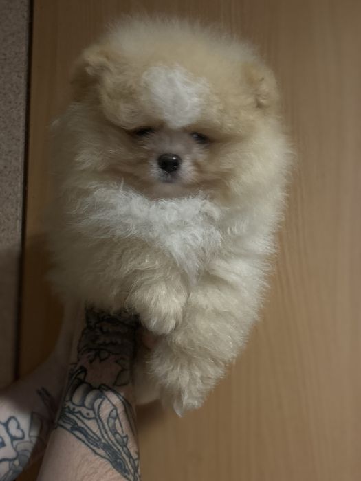 шикарний Хлопчик шоу класу