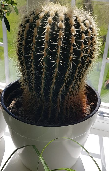 Кактус Грузони, эхинокактус