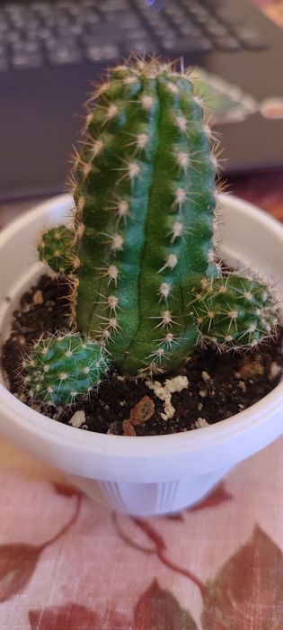 Кактус хамелобивия