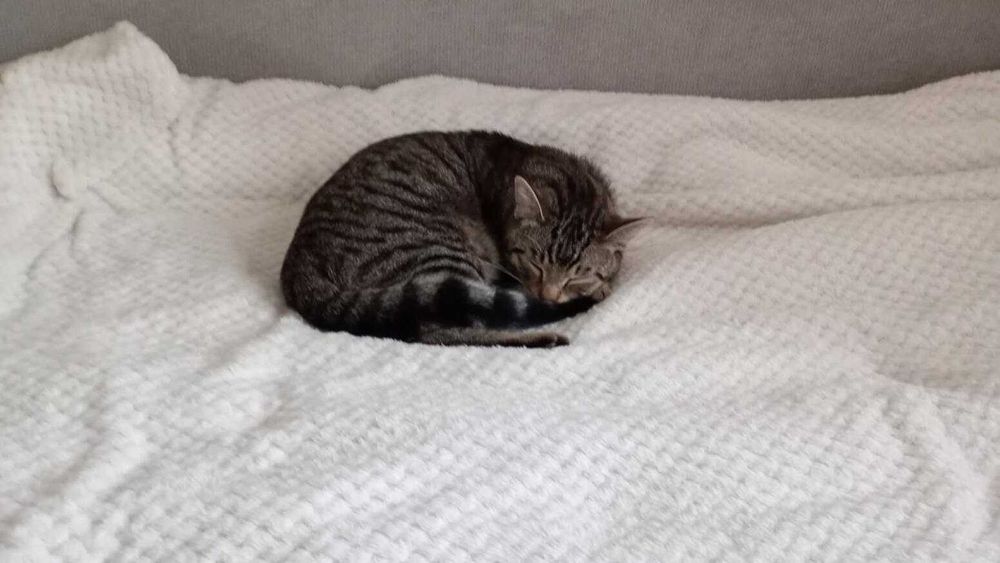 Biedny kotek szuka domu