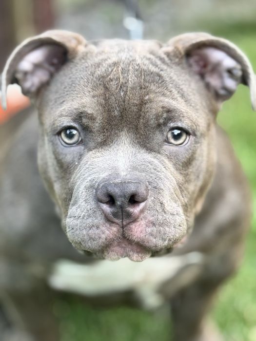 Щенки American Bully Pocket — перспективные малыши от красивой пары