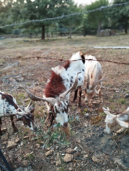 Vendo cabras algarvias