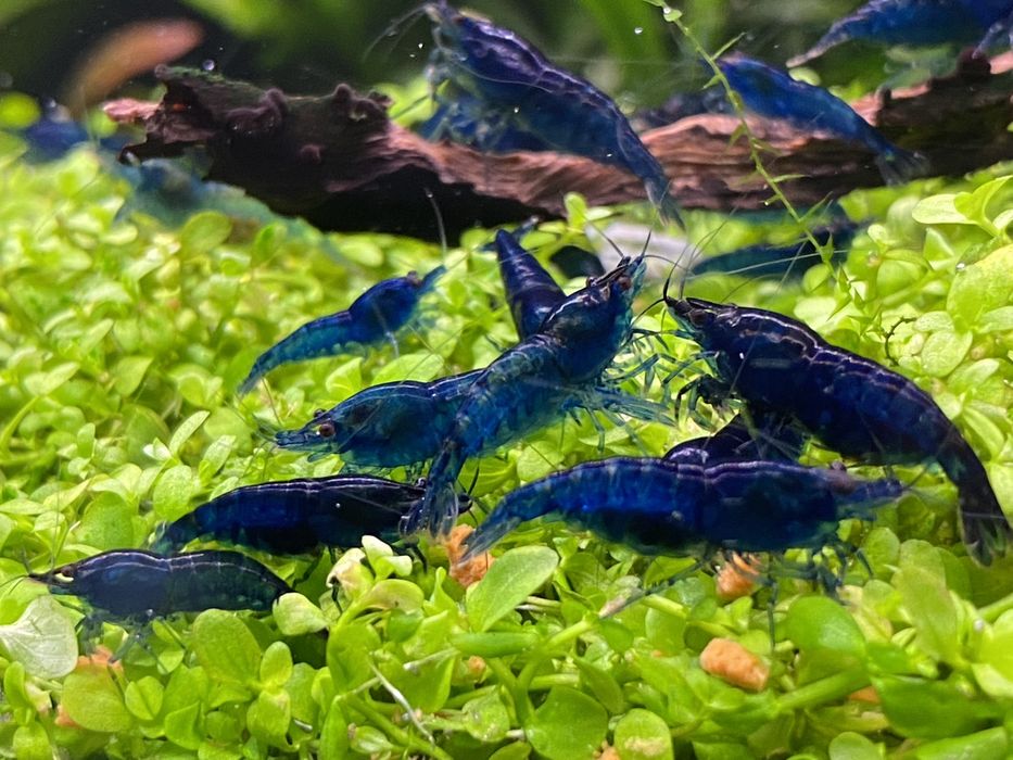 Krewetki Neocaridina Blue Velvet