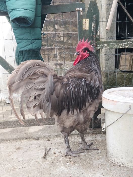 Jersey negro gigante