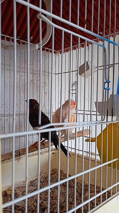 Aves Canário Casal