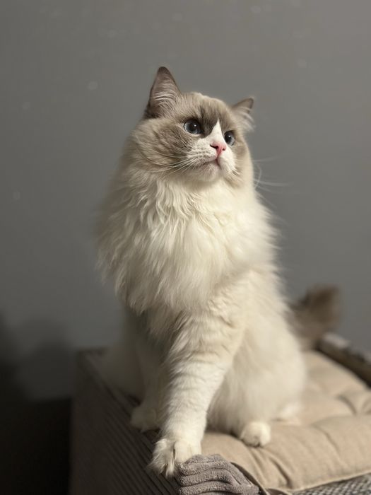 Ragdoll Reproduktor FPL (krycie do skutku)